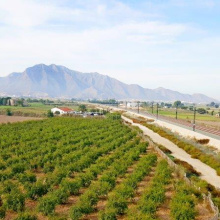 Callosa De Segura, Alicante, 1 Bedroom Bedrooms, ,1 BathroomBathrooms,Country House or Finca,Resale,0,291685214852295296