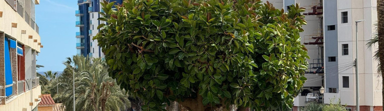 Orihuela Costa, Alicante, 1 Bedroom Bedrooms, ,1 BathroomBathrooms,Apartment,Resale,0,7563278540530839