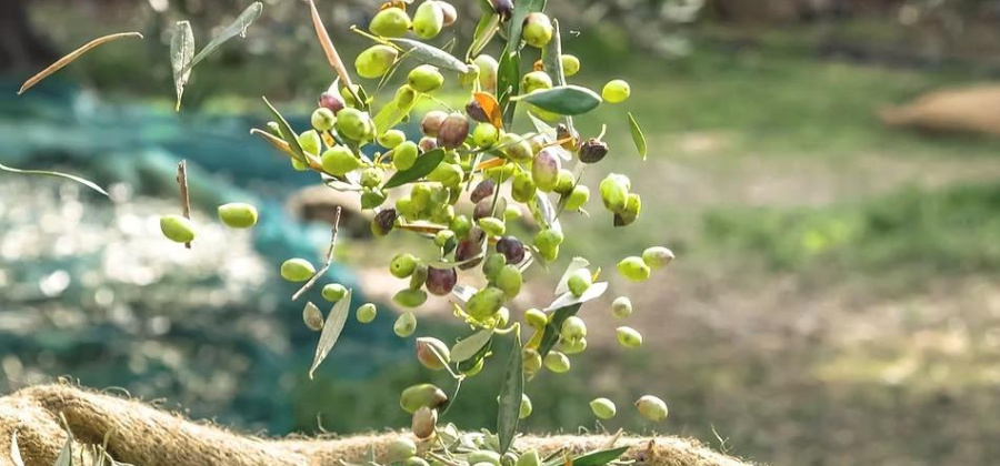 Murcia, Murcia, 10 Bedrooms Bedrooms, ,10 BathroomsBathrooms,Country House or Finca,Resale,0,209924173832882656