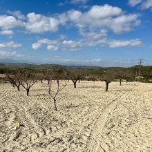 Bullas, MURCIA / COSTA C&Atilde;LIDA, ,Plot Of Land,Resale,0,103536211802278000