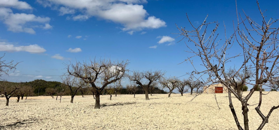 Bullas, MURCIA / COSTA C&Atilde;LIDA, ,Plot Of Land,Resale,0,103536211802278000