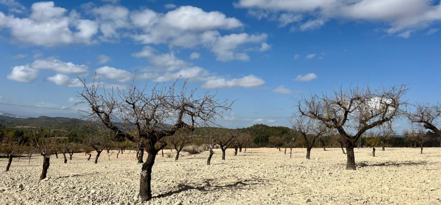 Bullas, MURCIA / COSTA C&Atilde;LIDA, ,Plot Of Land,Resale,0,103536211802278000