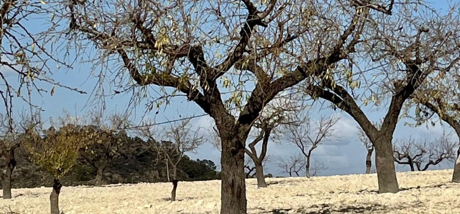 Bullas, MURCIA / COSTA C&Atilde;LIDA, ,Plot Of Land,Resale,0,103536211802278000