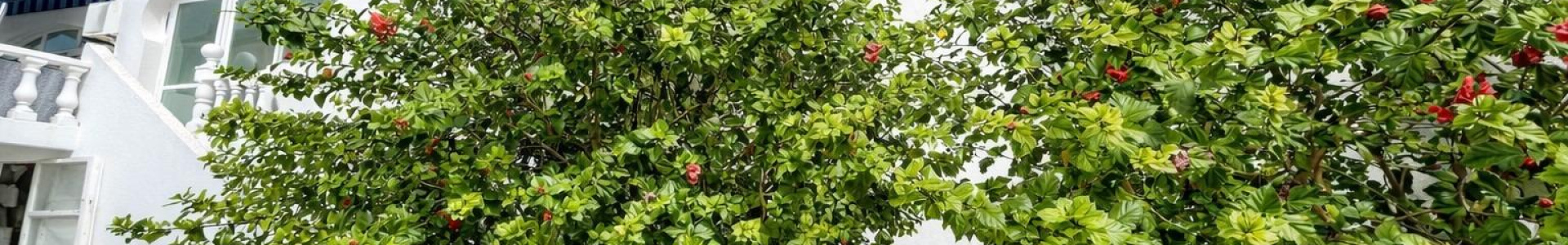 Apartment in Costa Blanca South, San Miguel de Salinas