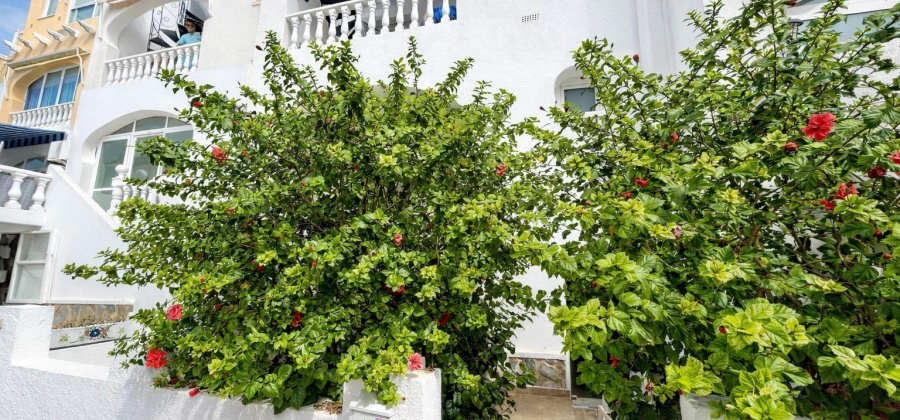 San Miguel de Salinas, Alicante, 1 Bedroom Bedrooms, ,1 BathroomBathrooms,Apartment,Resale,0,65945245171865808